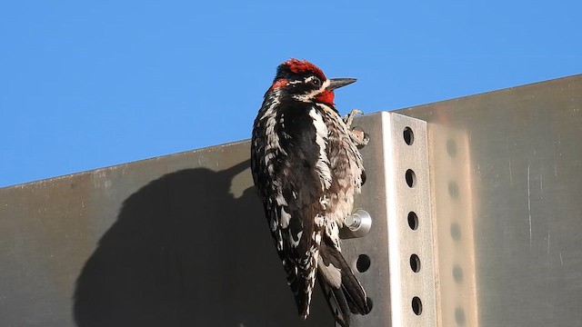 Red-naped Sapsucker - ML657588670
