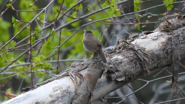 Northern House Wren - ML657588724