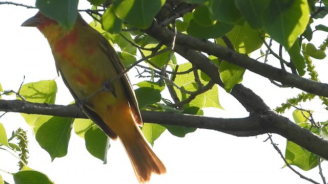 Summer Tanager - ML657588925