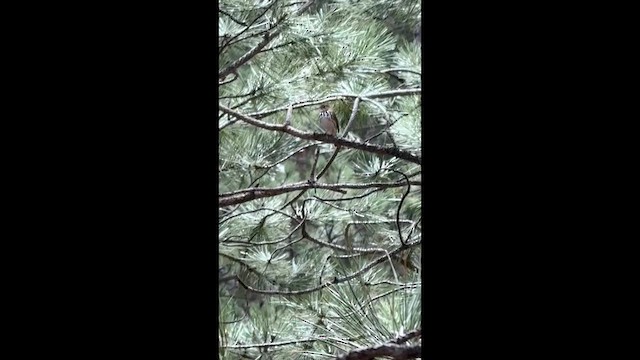 Ovenbird - ML657588927
