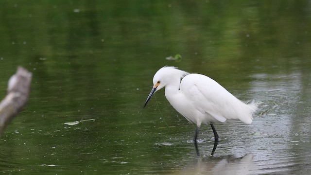 Snowy Egret - ML657589325