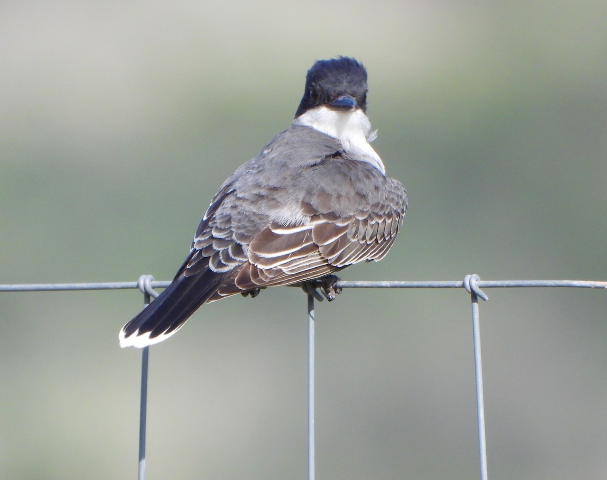 Eastern Kingbird - ML657589544