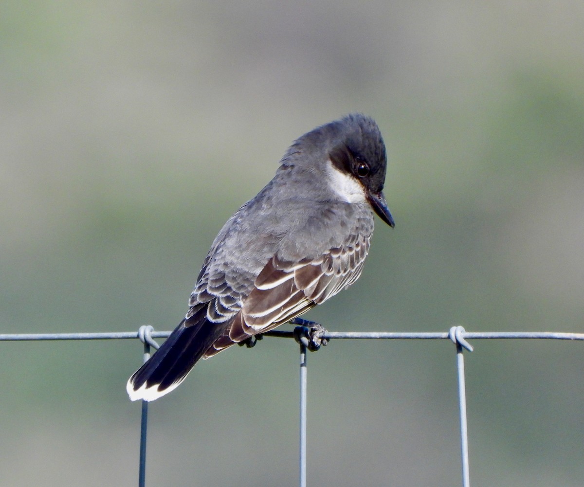 Eastern Kingbird - ML657589545