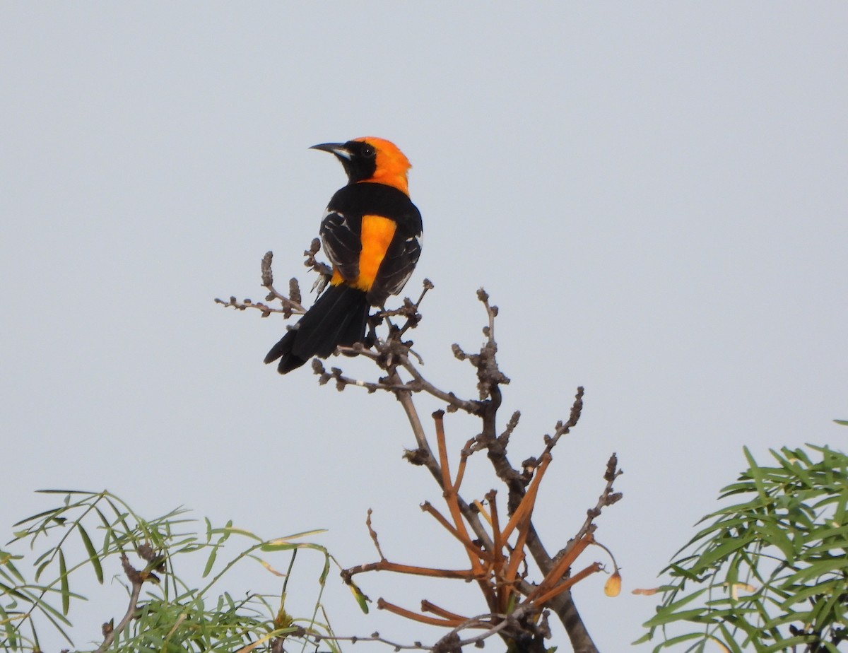 Hooded Oriole - ML657589556