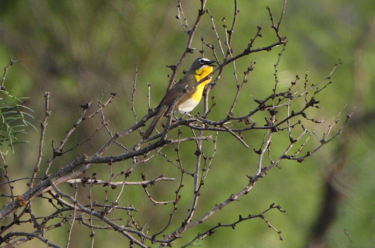 Yellow-breasted Chat - ML657589568