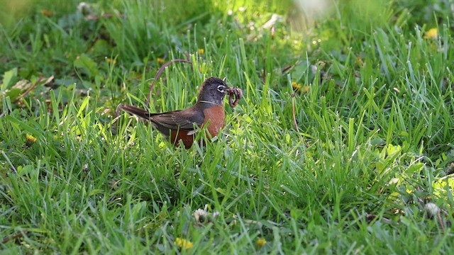 American Robin - ML657589610