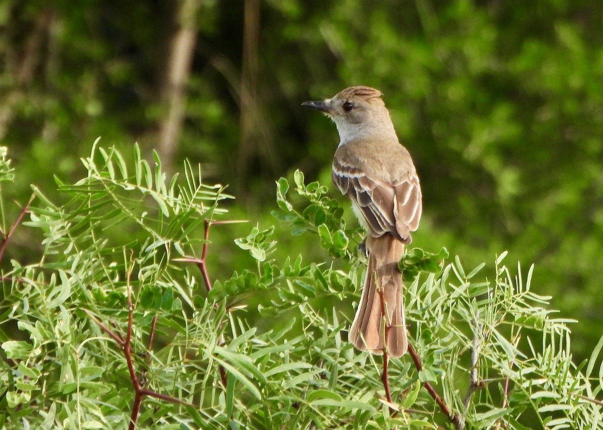 Ash-throated Flycatcher - ML657589746