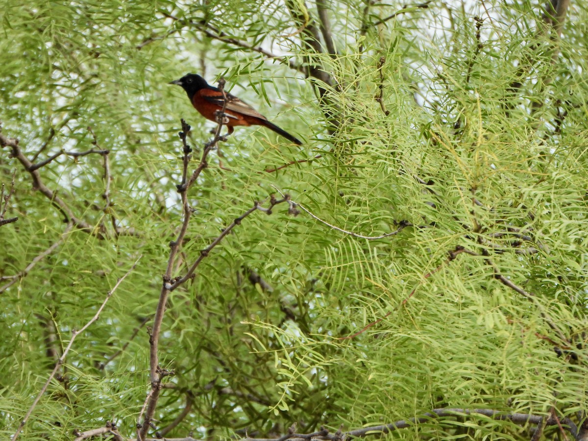 Orchard Oriole - ML657589754