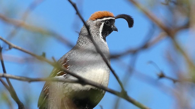 Gambel's Quail - ML657589837