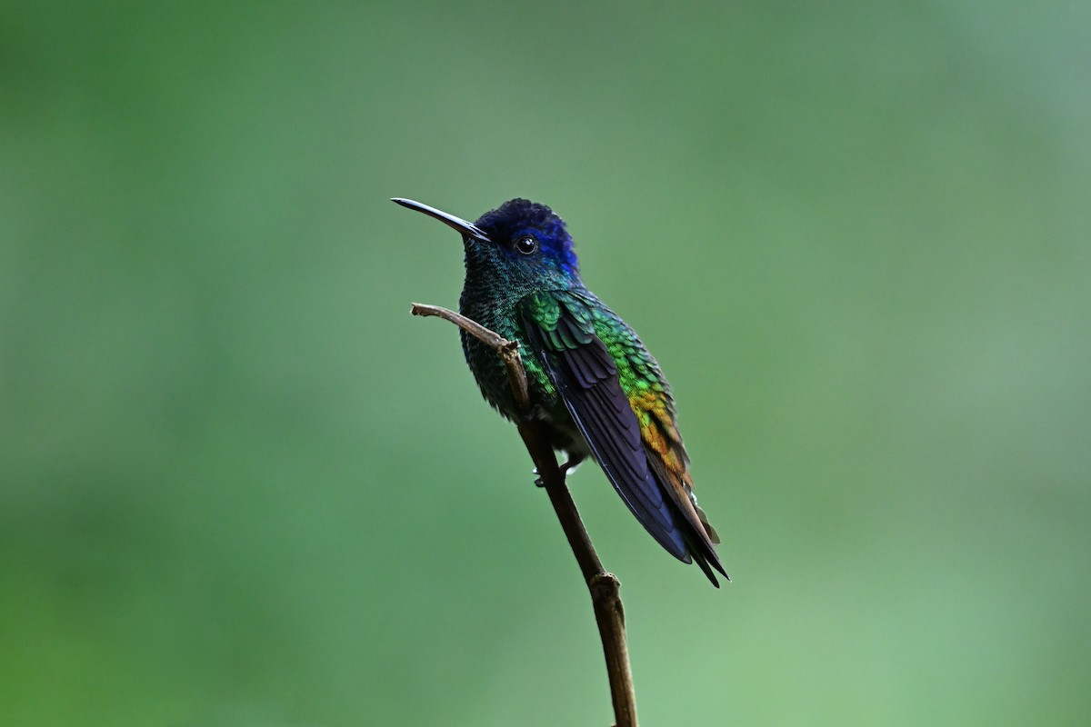 Golden-tailed Sapphire - ML657590126