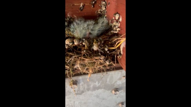 House Finch - ML657590519