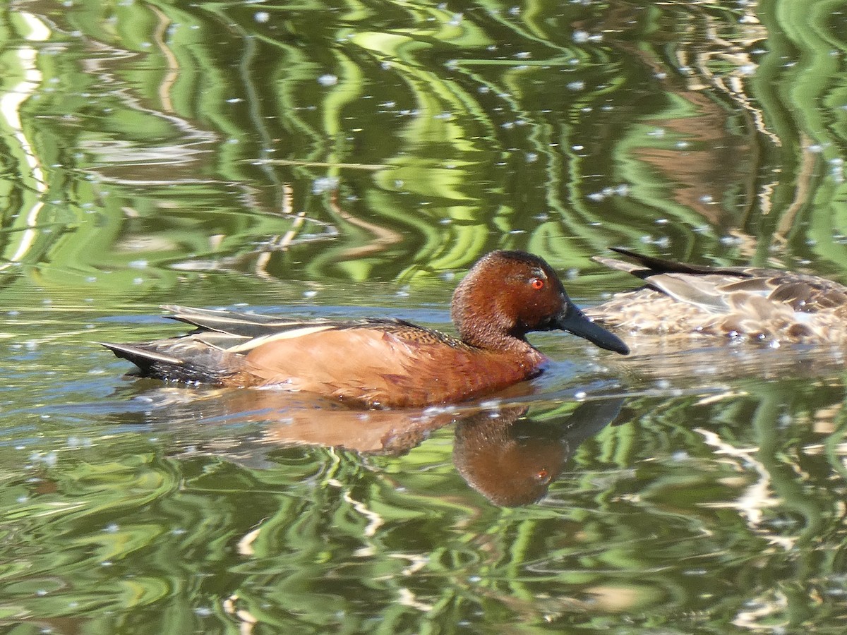 アカシマアジ - ML657590539