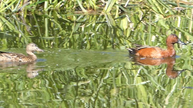 アカシマアジ - ML657590540