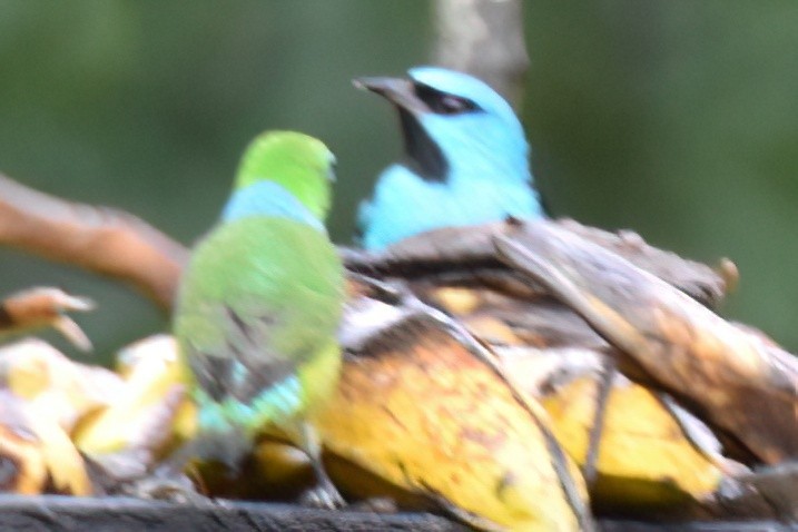 Blue Dacnis - ML657590765
