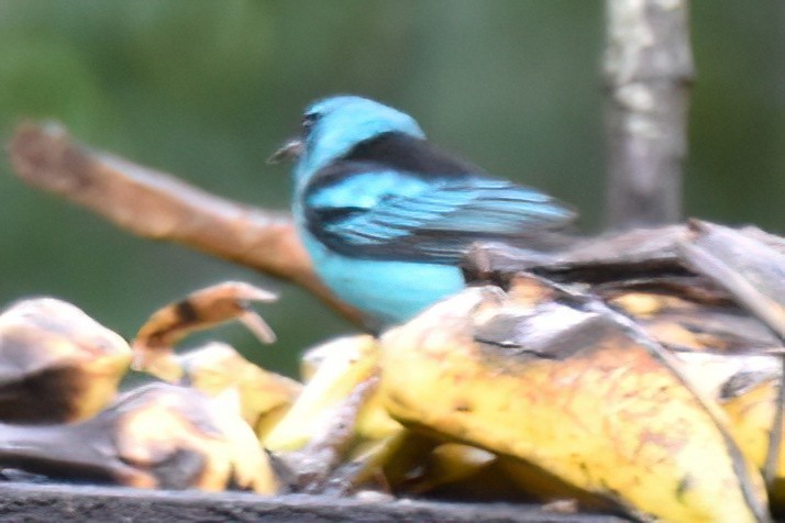 Blue Dacnis - ML657590769