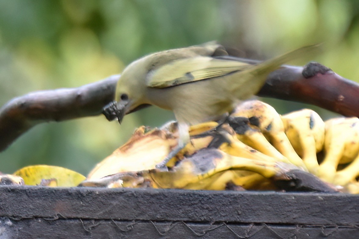 Palm Tanager - ML657590786