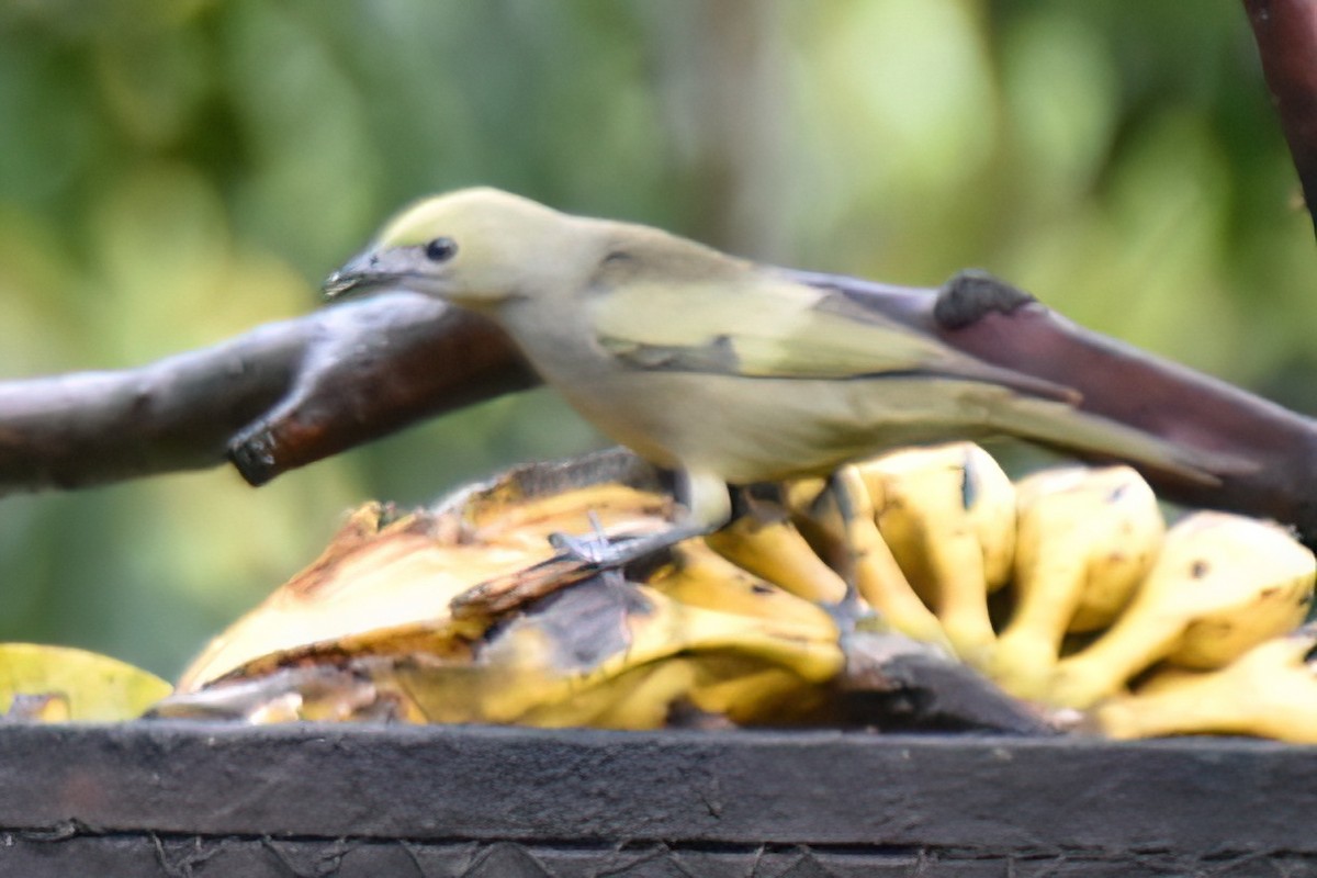 Palm Tanager - ML657590792
