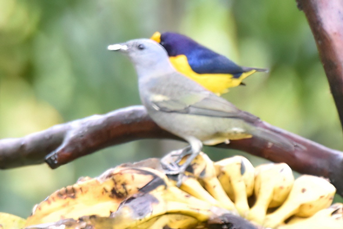 Golden-chevroned Tanager - ML657590795