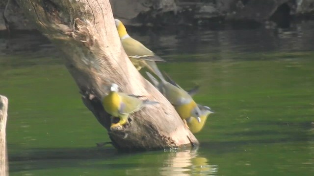 Yellow-footed Green-Pigeon - ML657590897