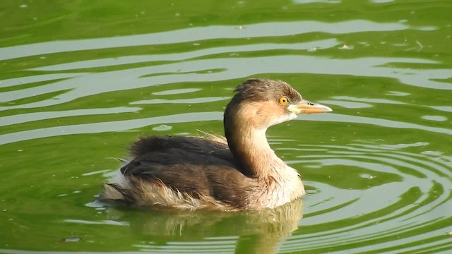 Little Grebe - ML657590902