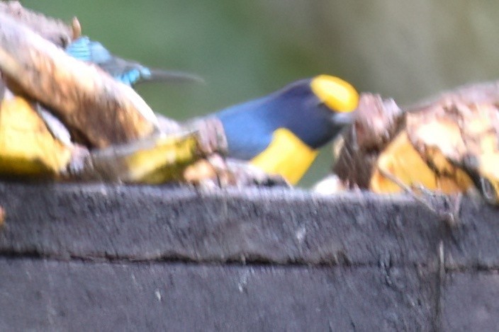Orange-bellied Euphonia - ML657590937