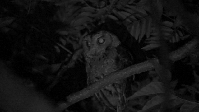 Collared Scops-Owl - ML657591309