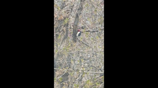 Red-headed Woodpecker - ML657591354