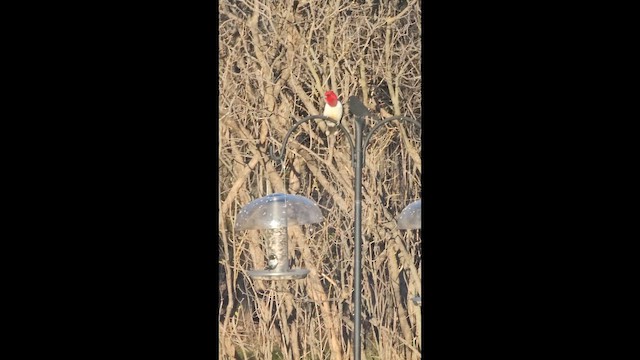 Red-headed Woodpecker - ML657591356