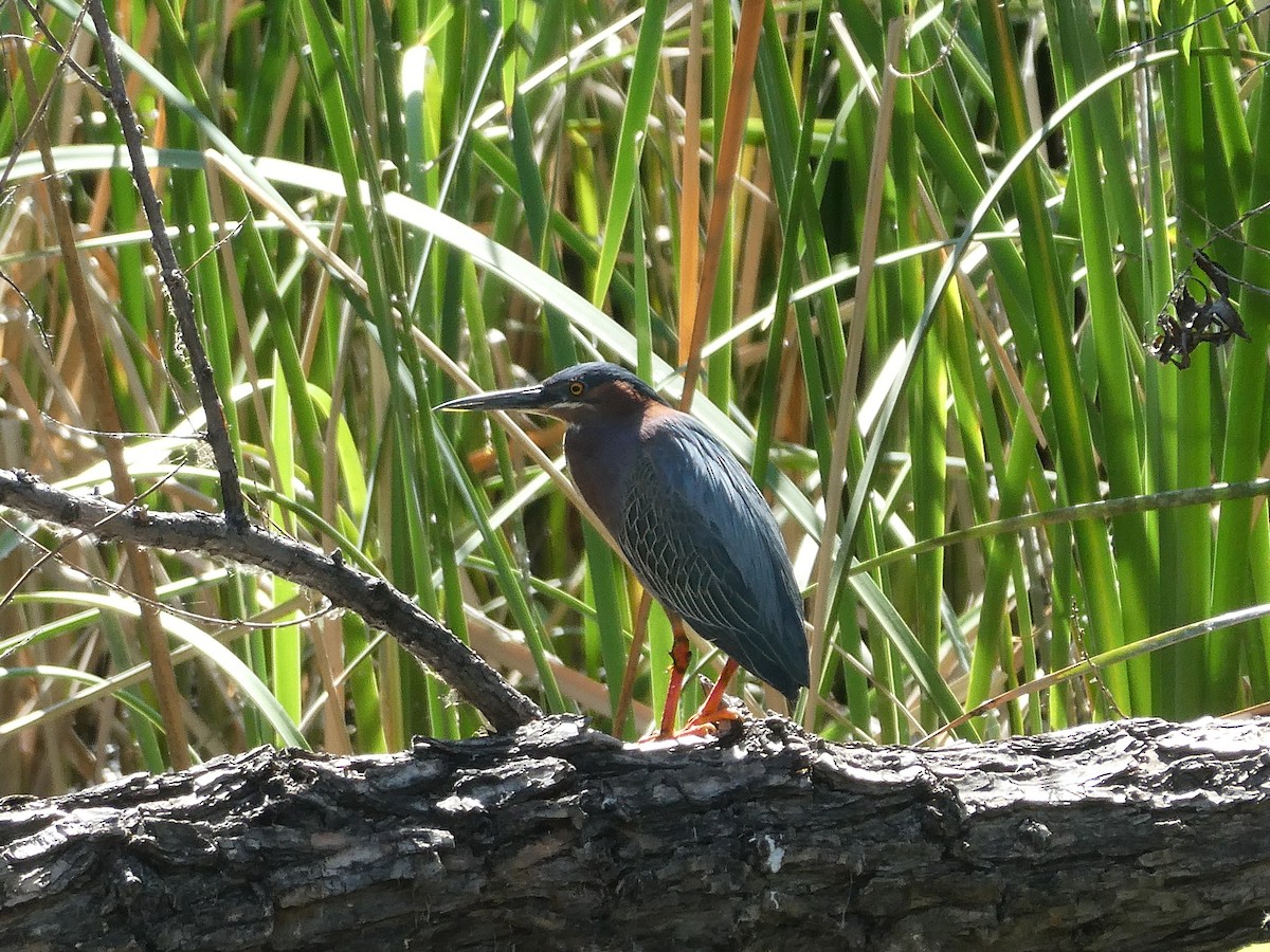 アメリカササゴイ - ML657591360