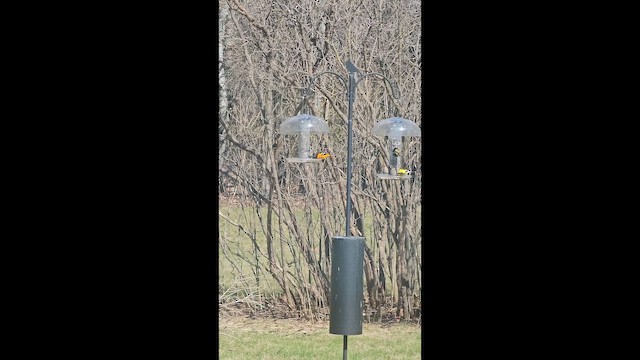 Baltimore Oriole - ML657591400