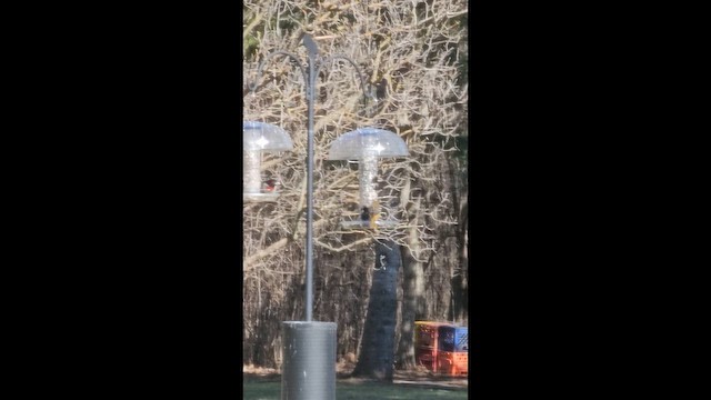 Baltimore Oriole - ML657591444