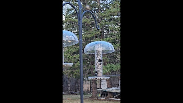 Red-breasted Nuthatch - ML657591568