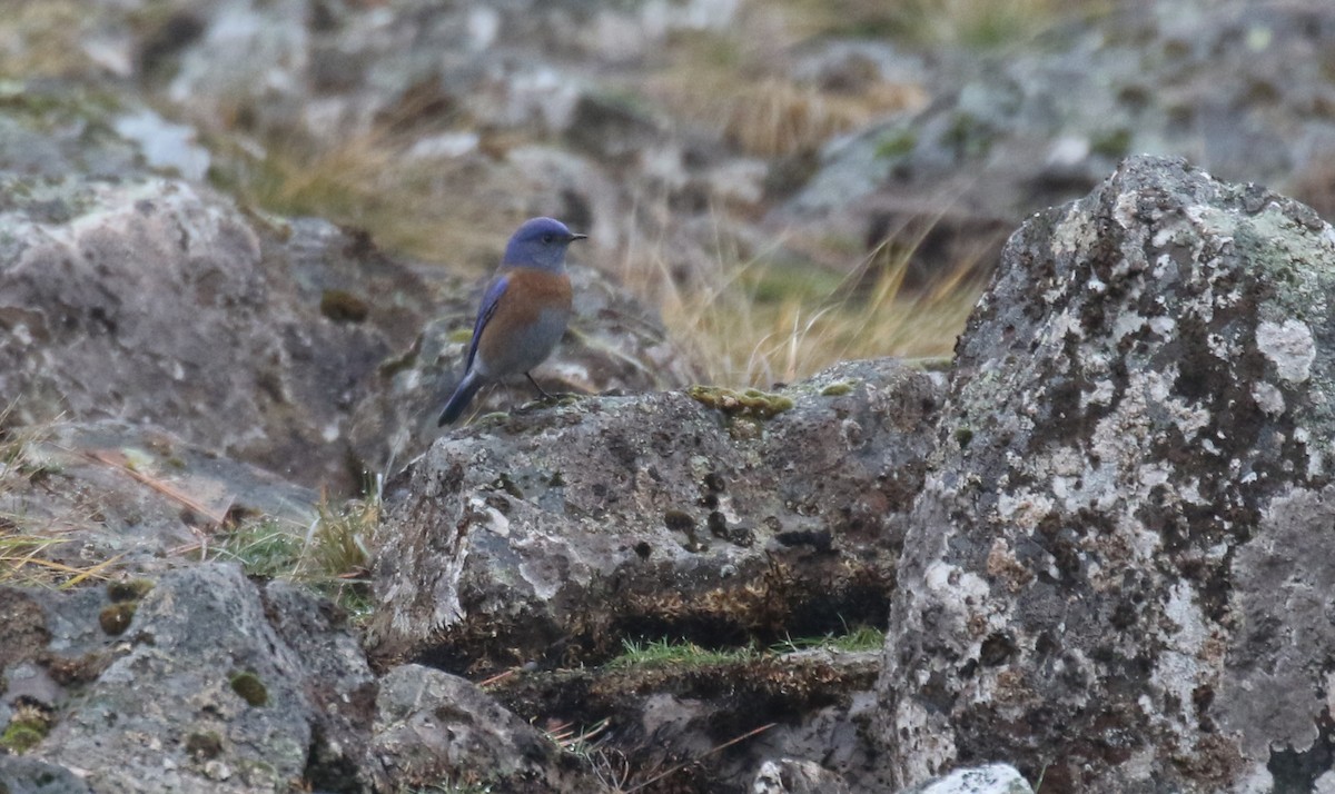 Blaukehl-Hüttensänger - ML657591581