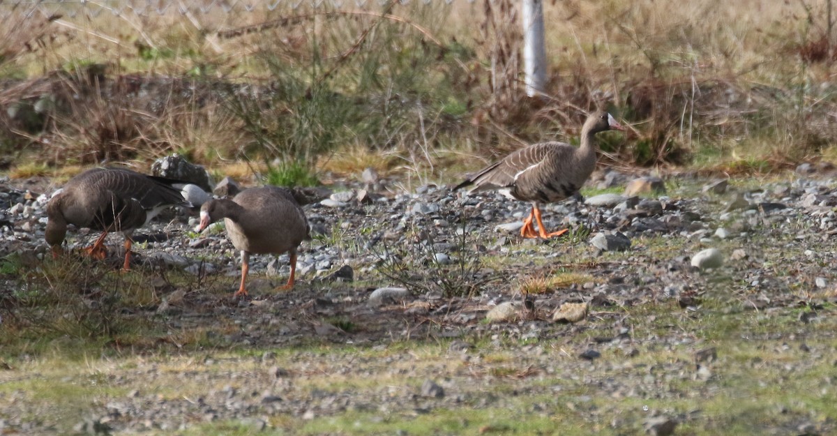 Blässgans - ML657591616