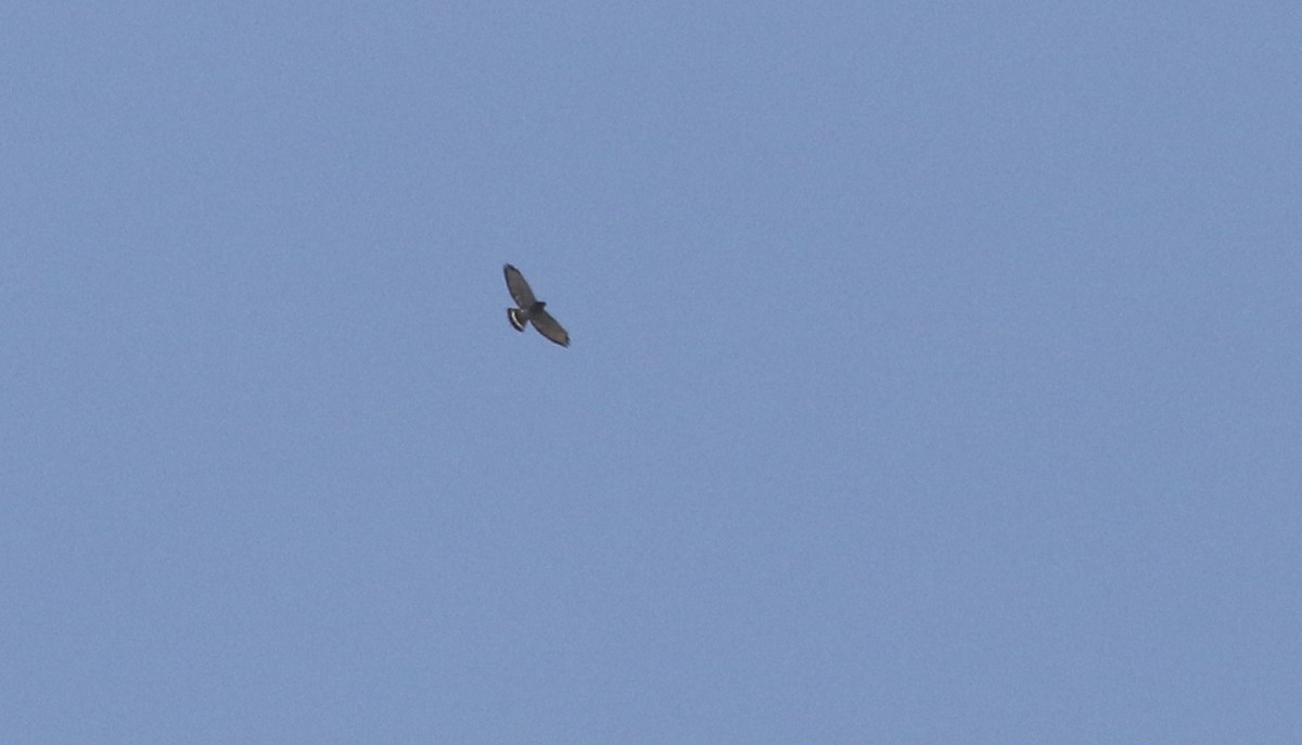 Breitflügelbussard - ML657591758