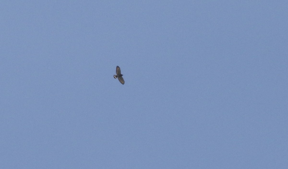 Breitflügelbussard - ML657591759
