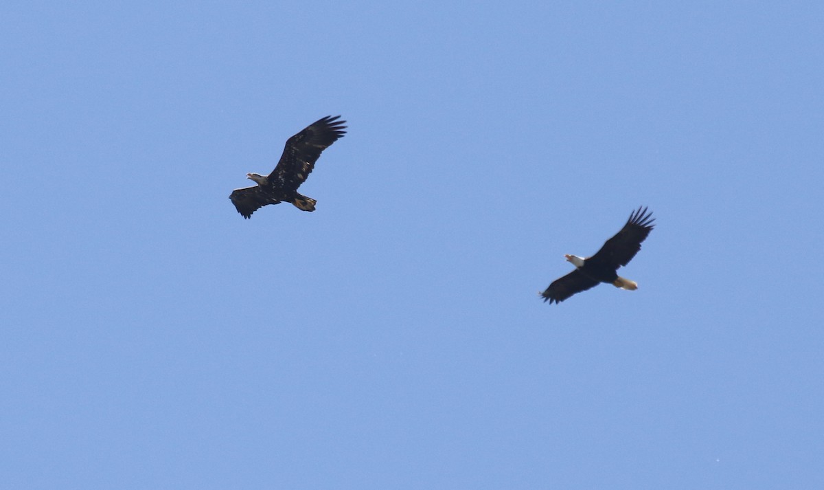 Weißkopf-Seeadler - ML657591778