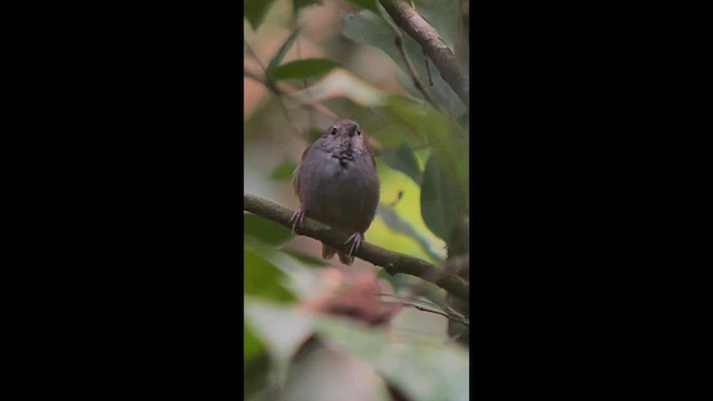 White-eyed Stipplethroat - ML657591779