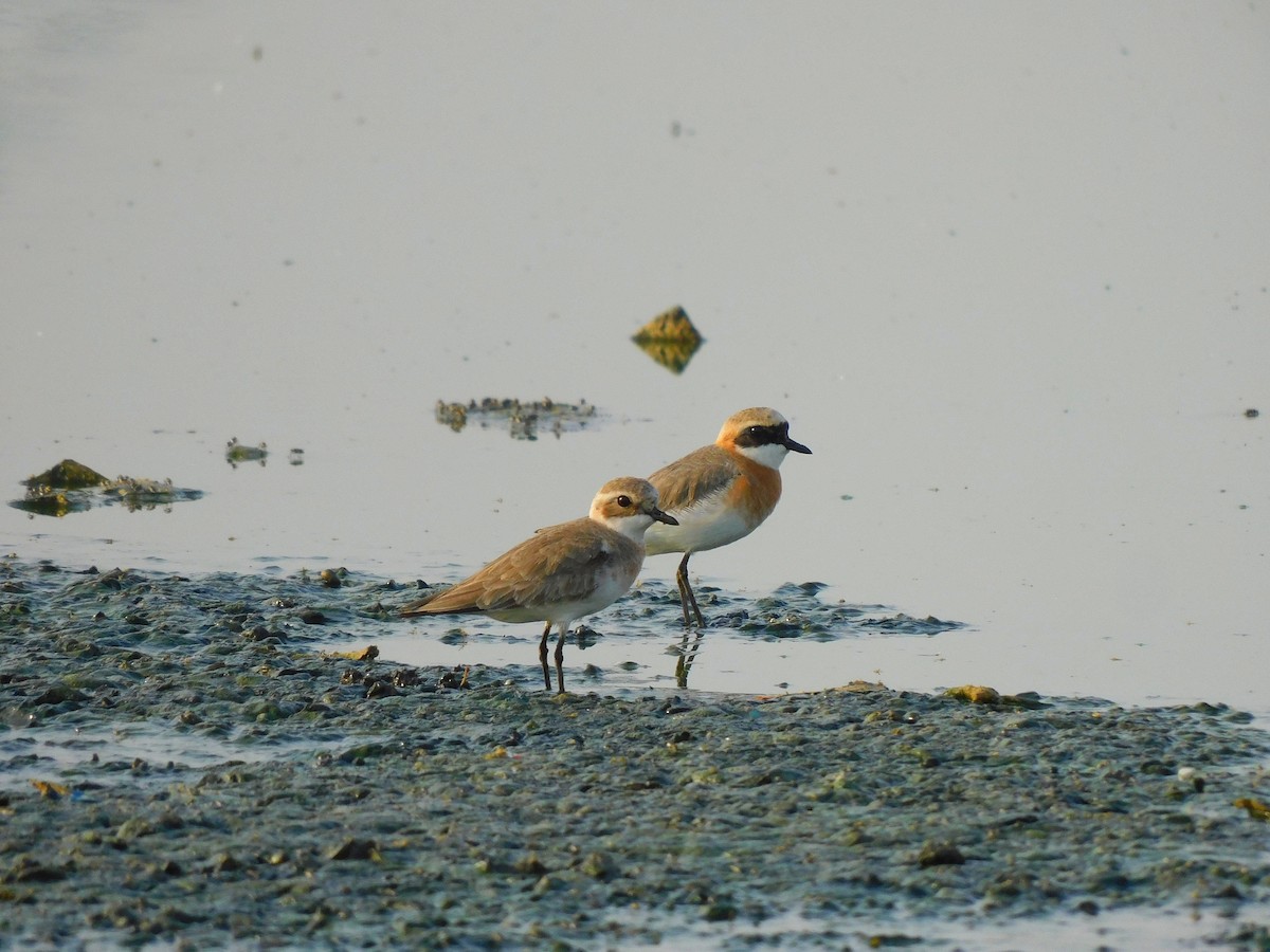 eBird Checklist - 16 May 2026 - Chandu (Sahibi Basin) - 70 species (+1 ...