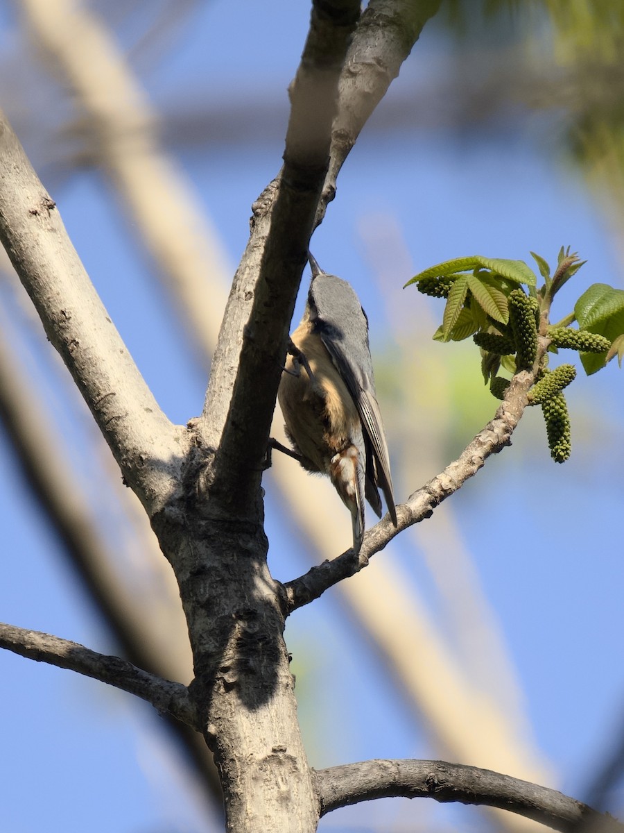 Garrapo eurasiarra - ML657593695