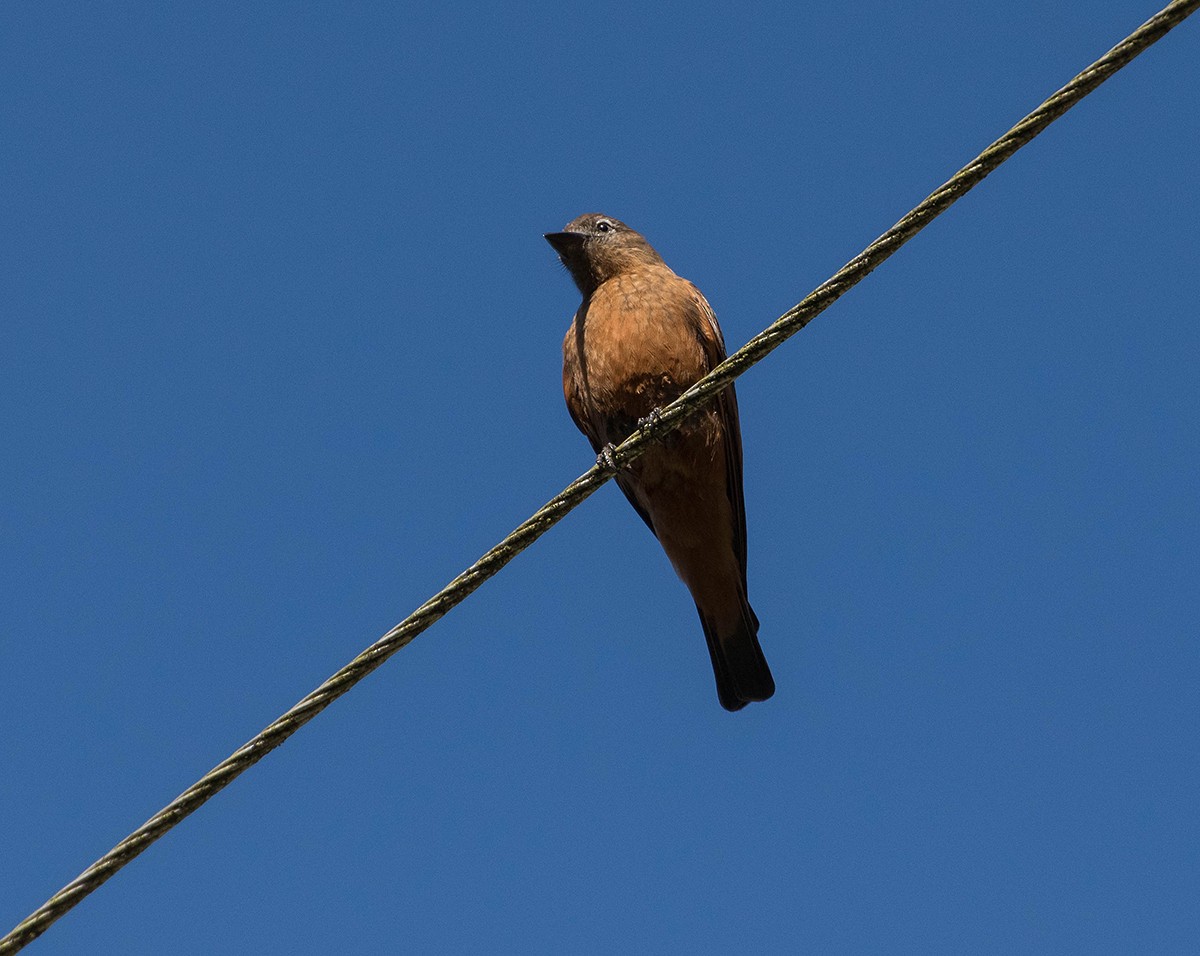 Cliff Flycatcher - ML65759421