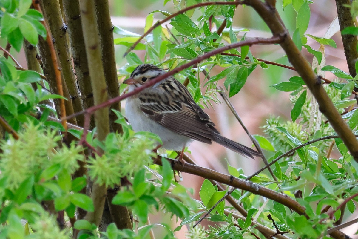 Clay-colored Sparrow - ML657594374