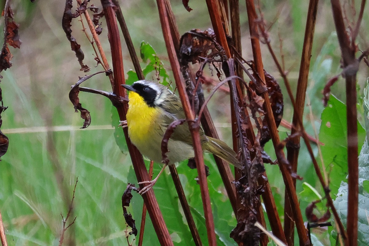 Common Yellowthroat - ML657594436