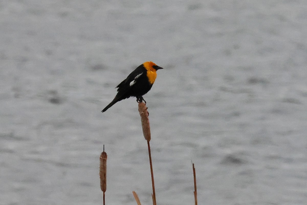 Yellow-headed Blackbird - ML657594438