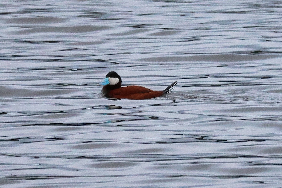 Ruddy Duck - ML657594467