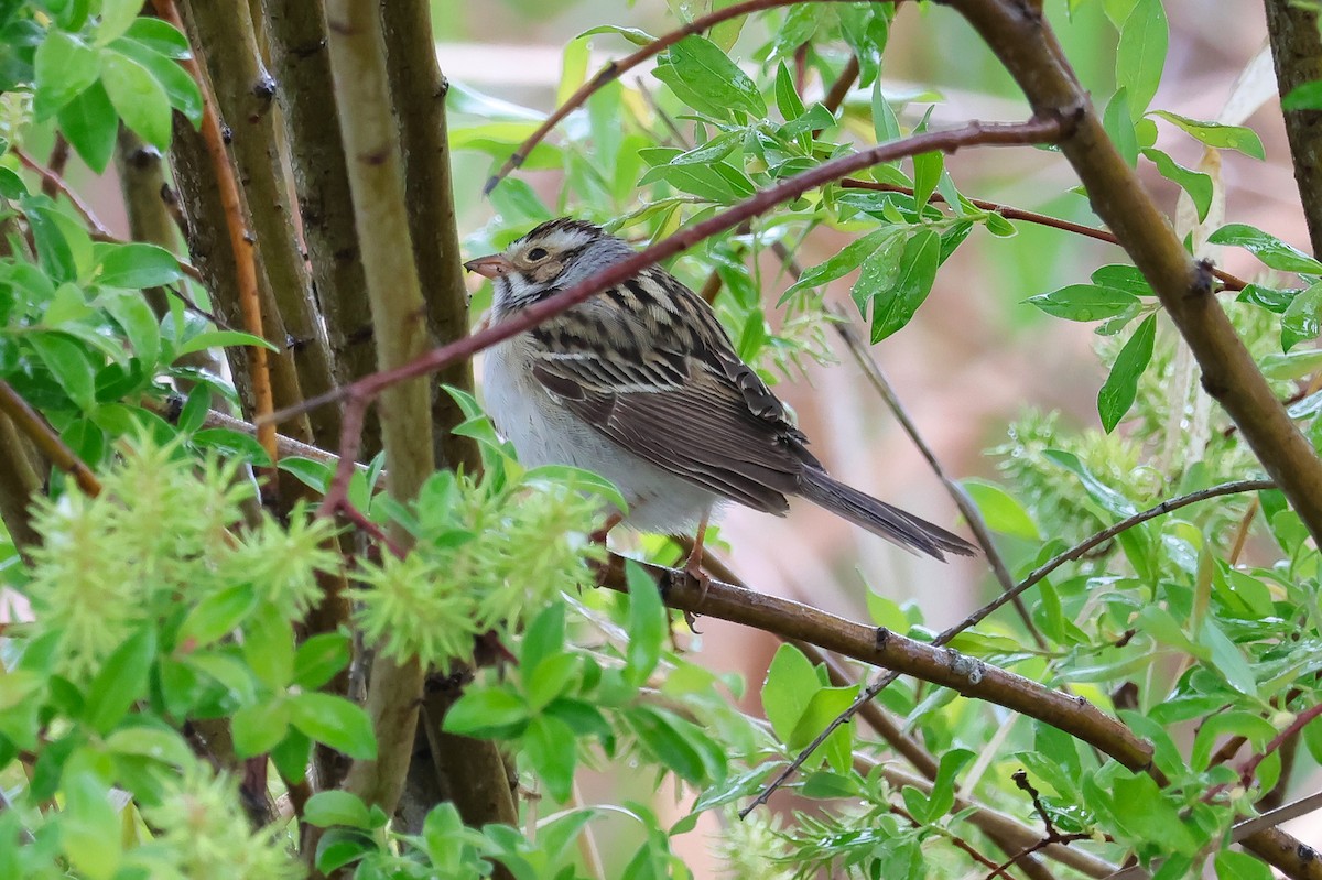 Clay-colored Sparrow - ML657594486