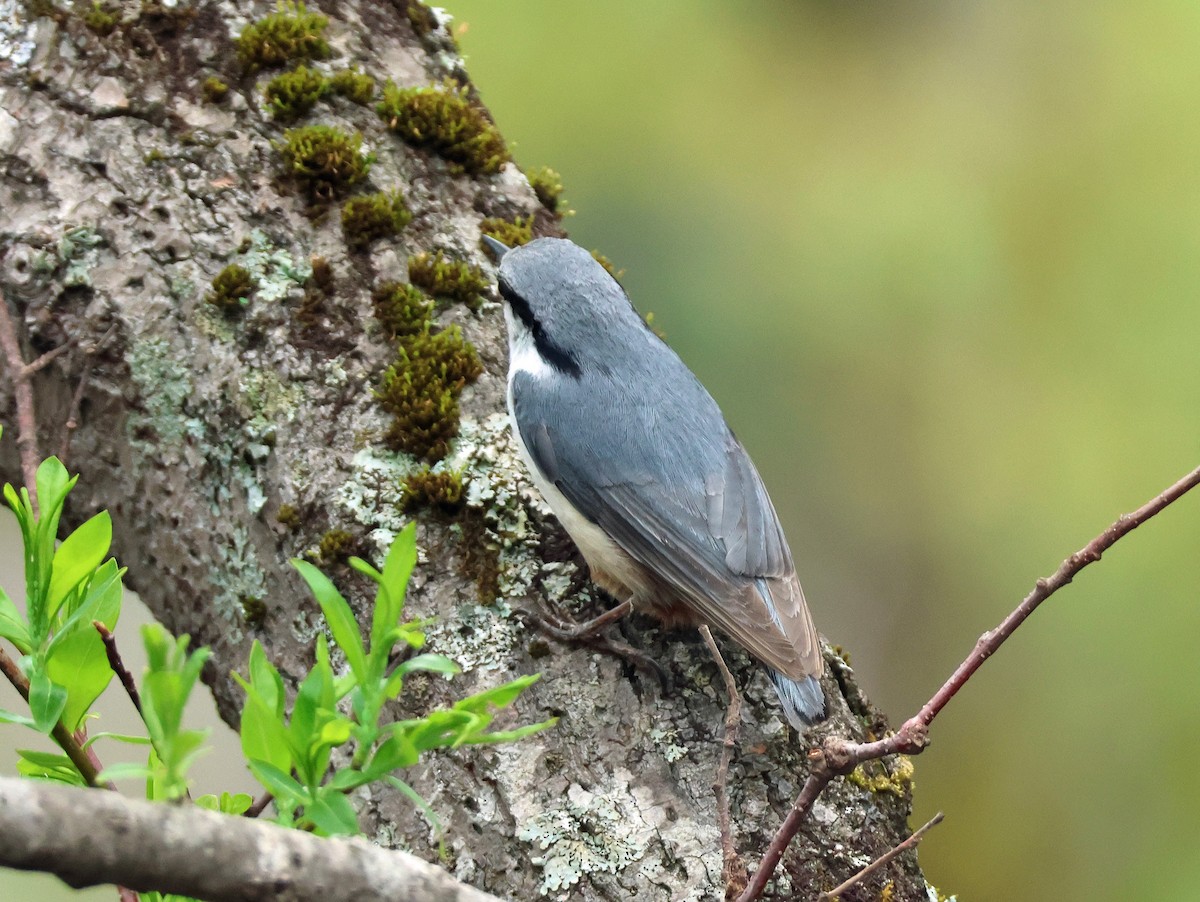 Garrapo eurasiarra - ML657594782