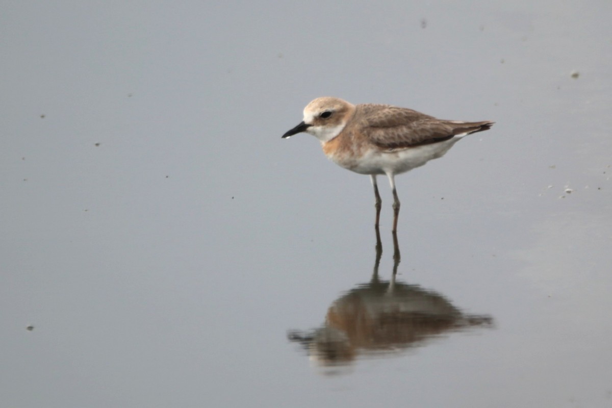 Greater Sand-Plover - ML657595362