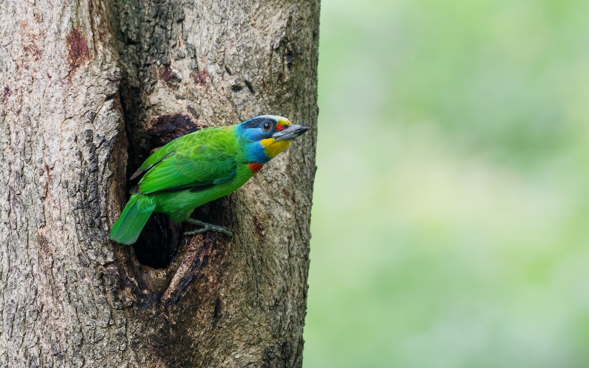 Taiwan Barbet - ML657595419