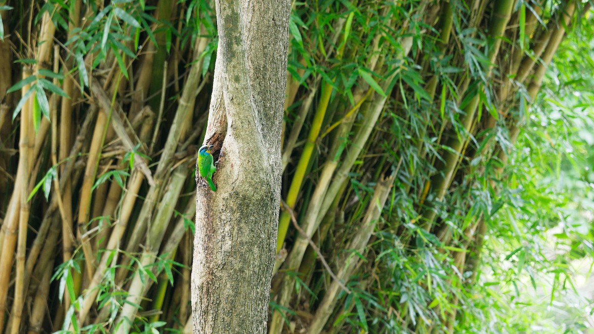 Taiwan Barbet - ML657595421